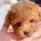 ティーカッププードル