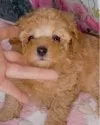 タイニープードル【千葉県・女の子・2025年3月3日・アプリコット】の写真6「優しいお顔のモモちゃんお目々が可愛すぎませんか💓」