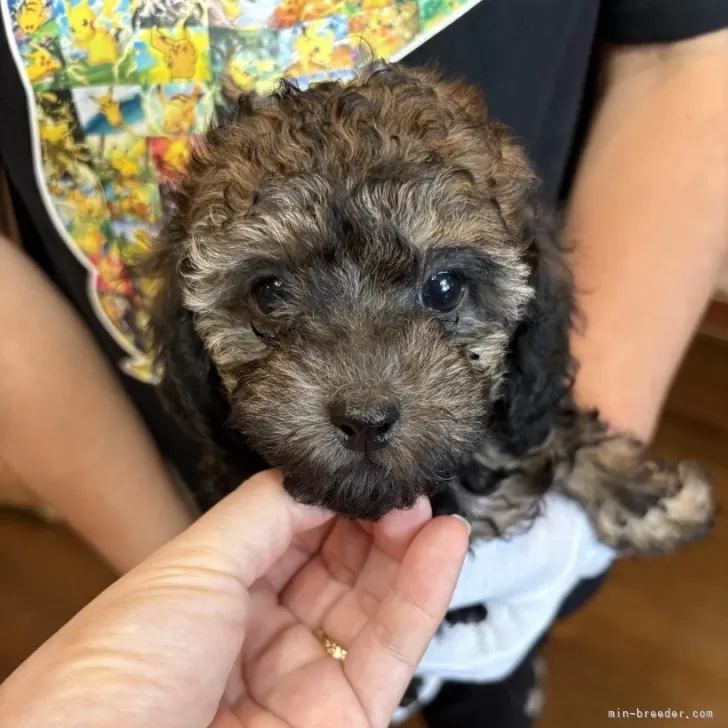 トイプードル(トイ)【沖縄県・女の子・2025年9月10日・パーティーカラー】の写真1「珍しい毛色です♡」