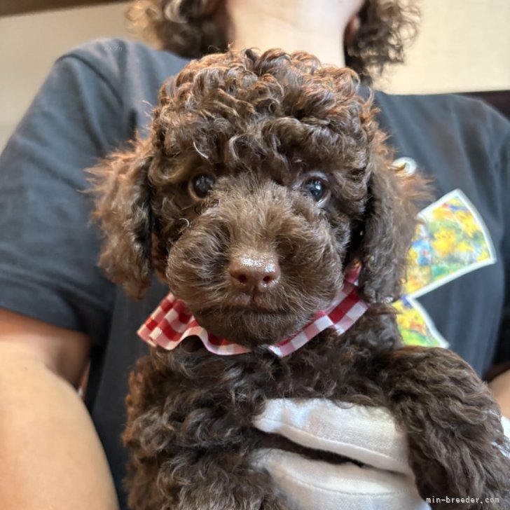 ブリーダー画像