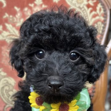 トイプードル(トイ)【沖縄県・男の子・2024年12月10日・ブラックタン】の写真「人懐っこい男の子です^ ^」