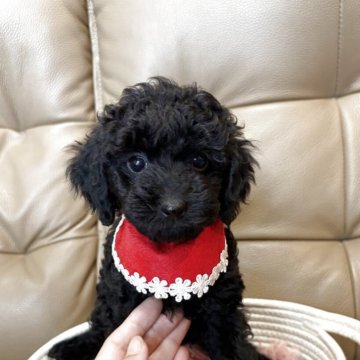 トイプードル(トイ)【沖縄県・女の子・2025年9月10日・ブラック】の写真「毛並が柔らかく黒い毛がきれいです！」