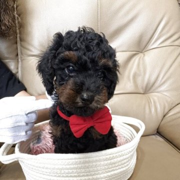 トイプードル(トイ)【沖縄県・男の子・2025年9月10日・トライカラー】の写真「とても優しい性格の男の子！」