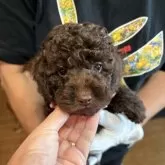 トイプードル(トイ)【沖縄県・男の子・2025年9月10日・ブラウン】の写真2