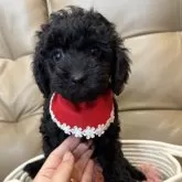 トイプードル(トイ)【沖縄県・女の子・2025年9月10日・ブラック】の写真5