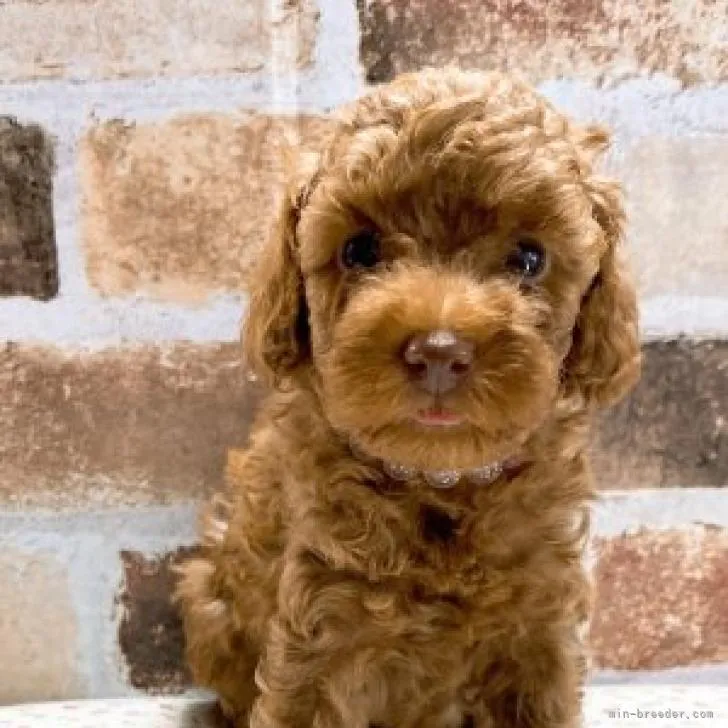 ID：2209-03898の子犬