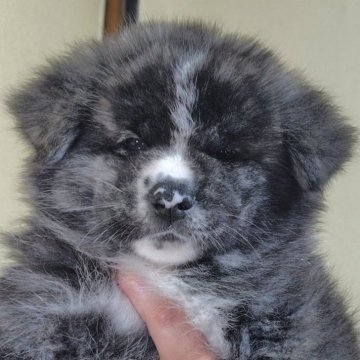 秋田犬【新潟県・男の子・2025年1月5日・虎毛】の写真「コロコロした可愛い男の子です」