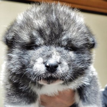 秋田犬【新潟県・男の子・2025年4月14日・虎毛】の写真「可愛い虎毛の男の子です」
