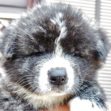 秋田犬【新潟県・男の子・2025年6月28日・虎毛】の写真「虎毛の可愛いい男の子です」