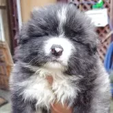 秋田犬