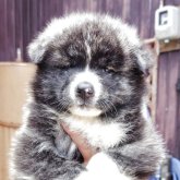 秋田犬