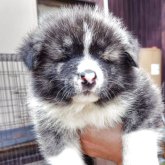 秋田犬