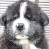 秋田犬【新潟県・男の子・2025年6月28日・虎毛】の写真1