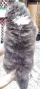 秋田犬【新潟県・男の子・2025年7月17日・虎毛(長毛)】の写真3