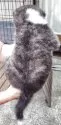 秋田犬【新潟県・女の子・2025年7月25日・虎毛】の写真3