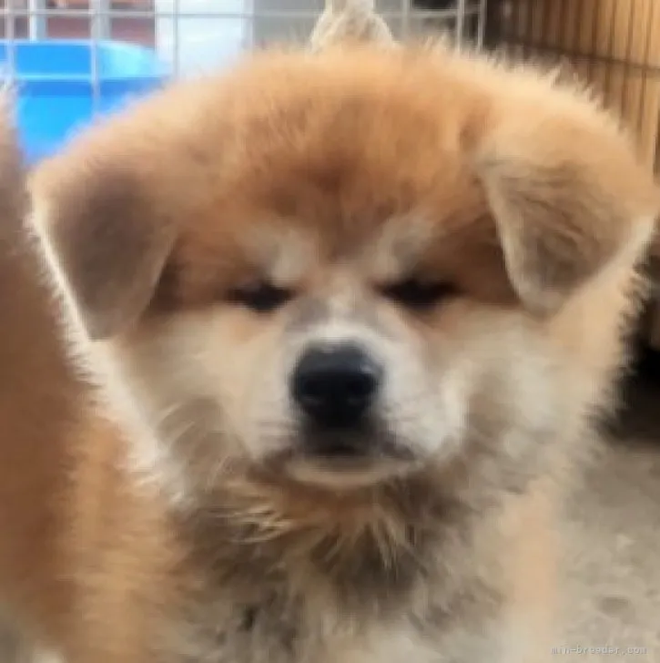 ID：2306-03620の子犬