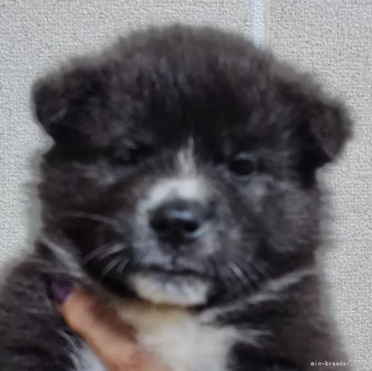 ID:2407-07800の子犬