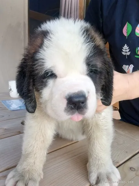 ID：1906-02606の子犬
