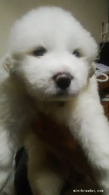 ID：2009-00183の子犬