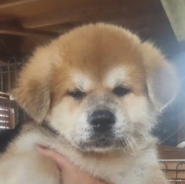 ID:2307-01044の子犬