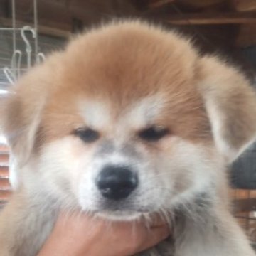秋田犬【新潟県・女の子・2023年5月13日・赤毛】の写真「赤毛の女の子です」