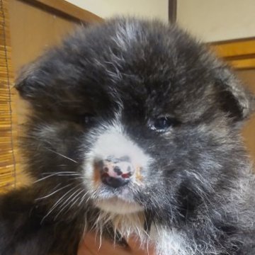 秋田犬【新潟県・女の子・2023年1月23日・虎毛】の写真「可愛い虎毛の女の子です」