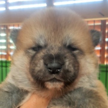 秋田犬【新潟県・女の子・2023年5月13日・赤毛】の写真「赤毛の女の子です」