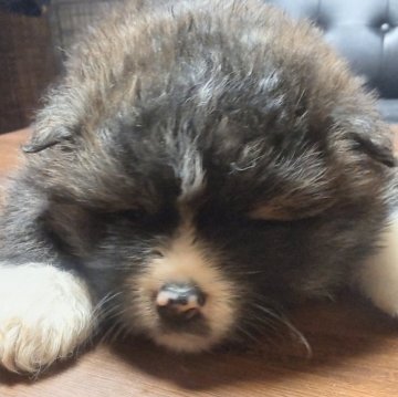 秋田犬【新潟県・女の子・2023年1月23日・虎毛】の写真「虎毛の女の子です」