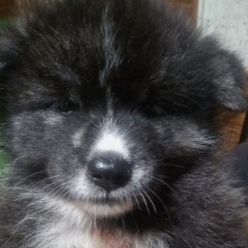 秋田犬【新潟県・女の子・2023年8月1日・虎毛】の写真「コロコロな女の子」
