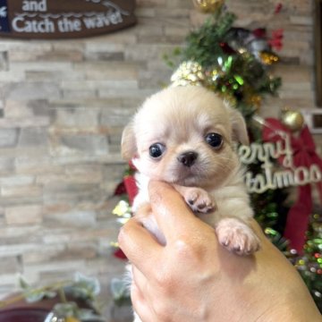 チワワ(ロング)【北海道・男の子・2025年9月28日・クリーム】の写真「お鼻の短いベビーフェイス君🌸」