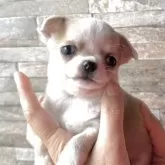 チワワ(スムース)