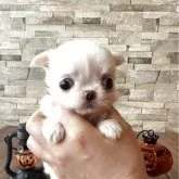 チワワ(ロング)