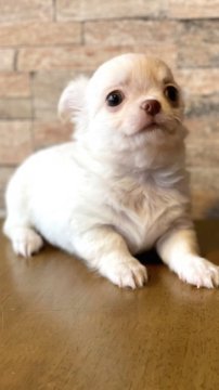 チワワ(ロング)【北海道・男の子・2021年11月8日・クリーム】の写真「お鼻の短いまんまるお顔♪柔らかいお色が人気」