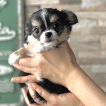 チワワ(ロング)【北海道・女の子・2023年12月7日・ブラック&ホワイト タン】の写真「お鼻の短い短足ちゃん🌸」