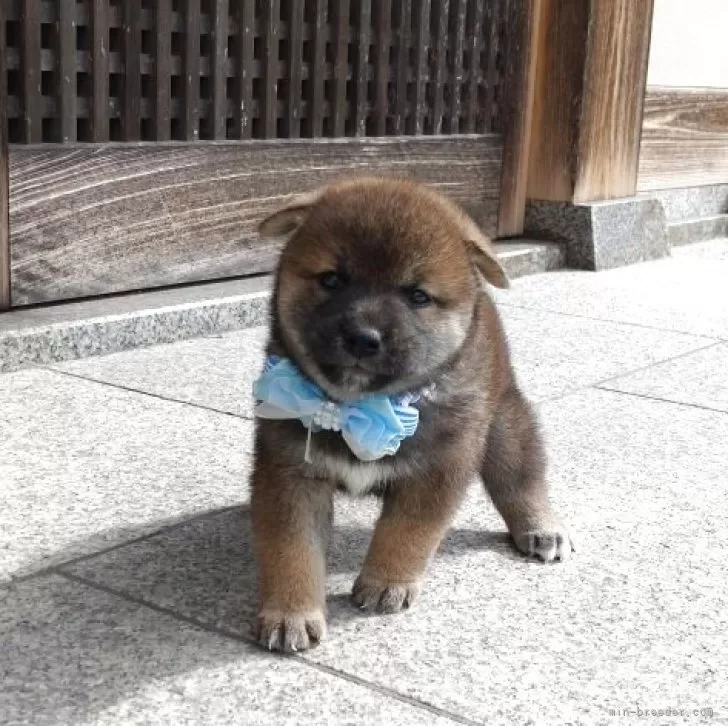 Y.N 様のお迎えした子犬
