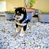 柴犬(標準サイズ)