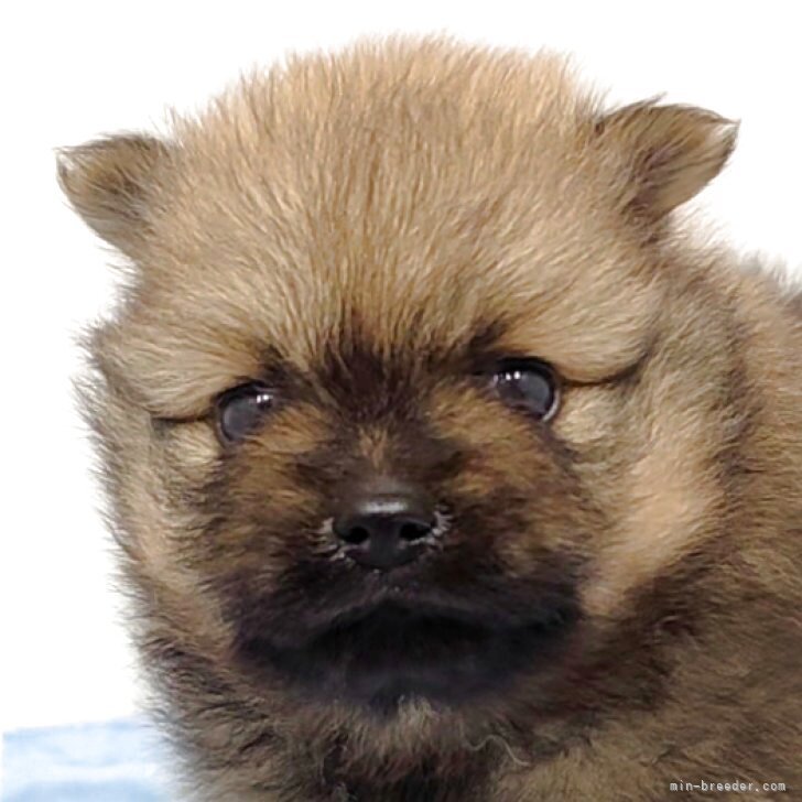 ブリーダー画像