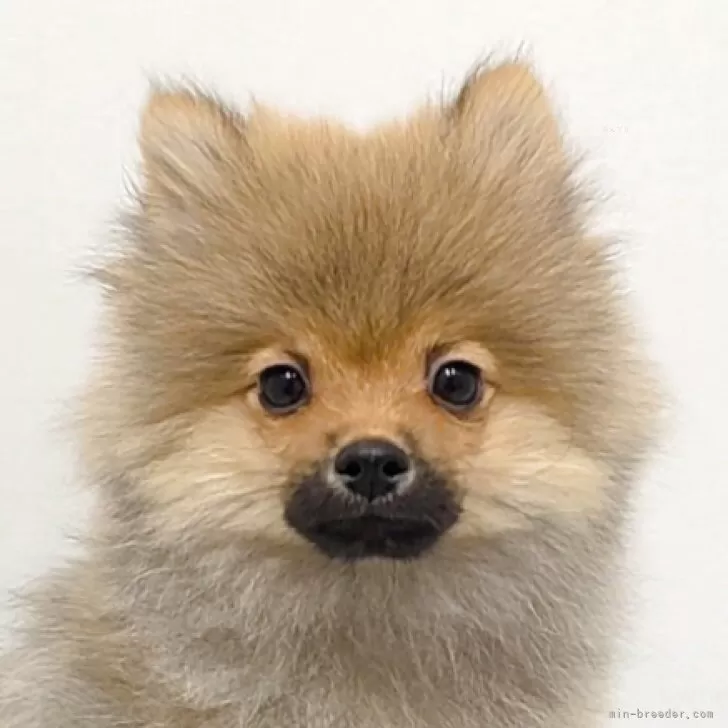 ポメラニアン【愛知県・男の子・2025年9月7日・オレンジセーブル】の写真1