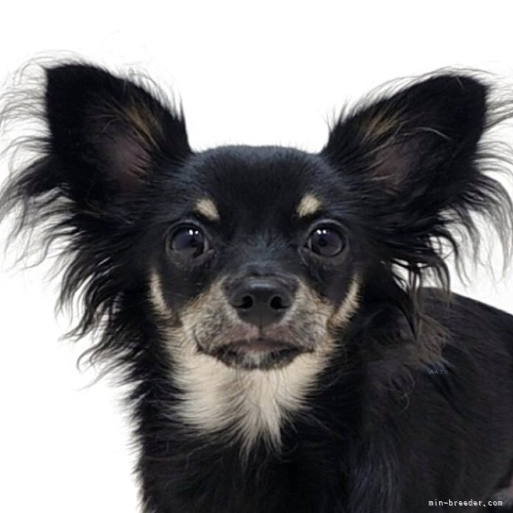 ブリーダー画像