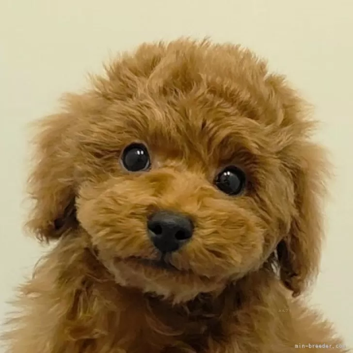 K.S 様のお迎えした子犬