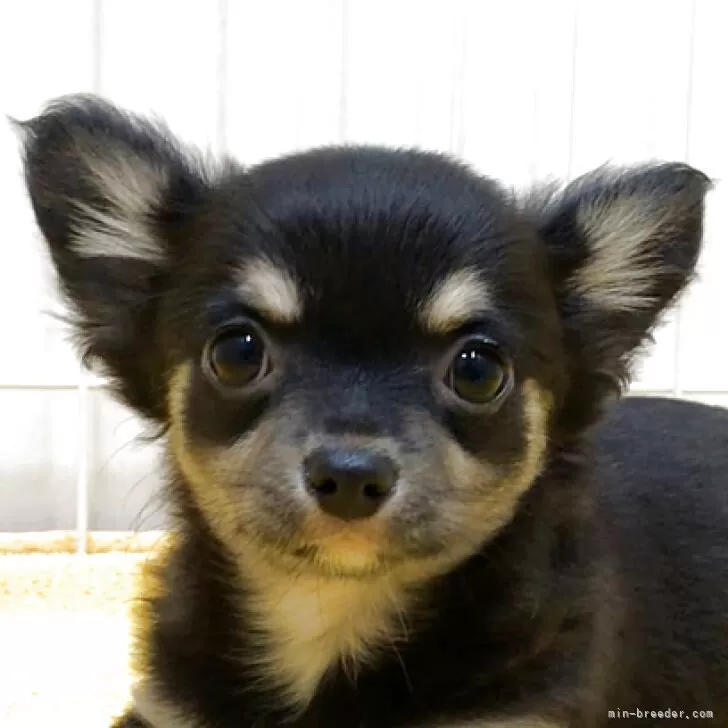 ID：2502-02644の子犬