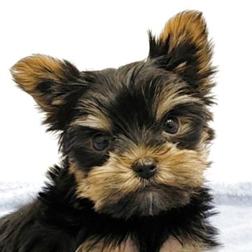 ヨークシャーテリア【愛知県・男の子・2025年10月19日・スチールブルー&タン】の写真「小ぶりで愛嬌たっぷりの男の子♪」