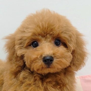 トイプードル(トイ)【愛知県・女の子・2025年7月25日・レッド】の写真「甘え上手な長女ちゃん♪」