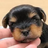 ヨークシャーテリア【愛知県・男の子・2025年10月9日・スチールブルー&タン】の写真1