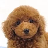 トイプードル(トイ)