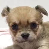 チワワ(ロング)