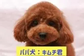 トイプードル(トイ)【愛知県・女の子・2025年7月3日・レッド】の写真9「パパ犬☆」