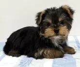 ヨークシャーテリア【愛知県・男の子・2025年3月11日・スチールブルー&タン】の写真3