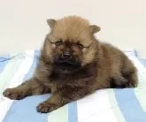 ポメラニアン【愛知県・男の子・2025年10月12日・オレンジセーブル】の写真5