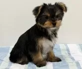 ヨークシャーテリア【愛知県・男の子・2025年3月11日・スチールブルー&タン】の写真7